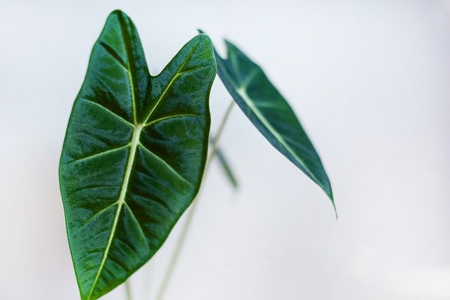 pack of 12 21 Alocasia Bush x7 Green pack of 12 21 Alocasia Bush x7 Green